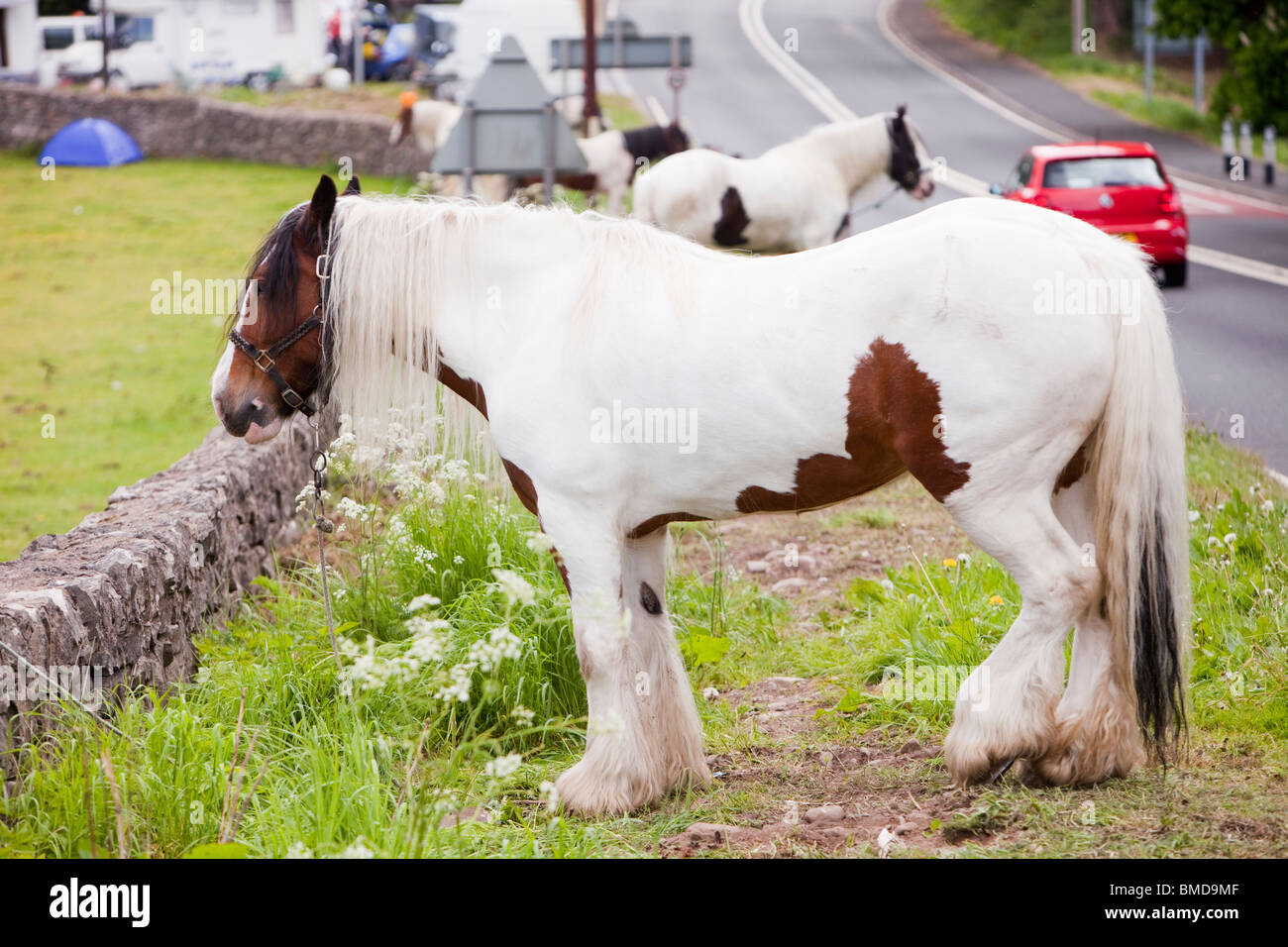 Ein Zigeuner Pferd gefesselt am Straßenrand in Kirkby Lonsdale, auf dem Weg nach Appleby Horse Fair, Cumbria, England. Stockfoto