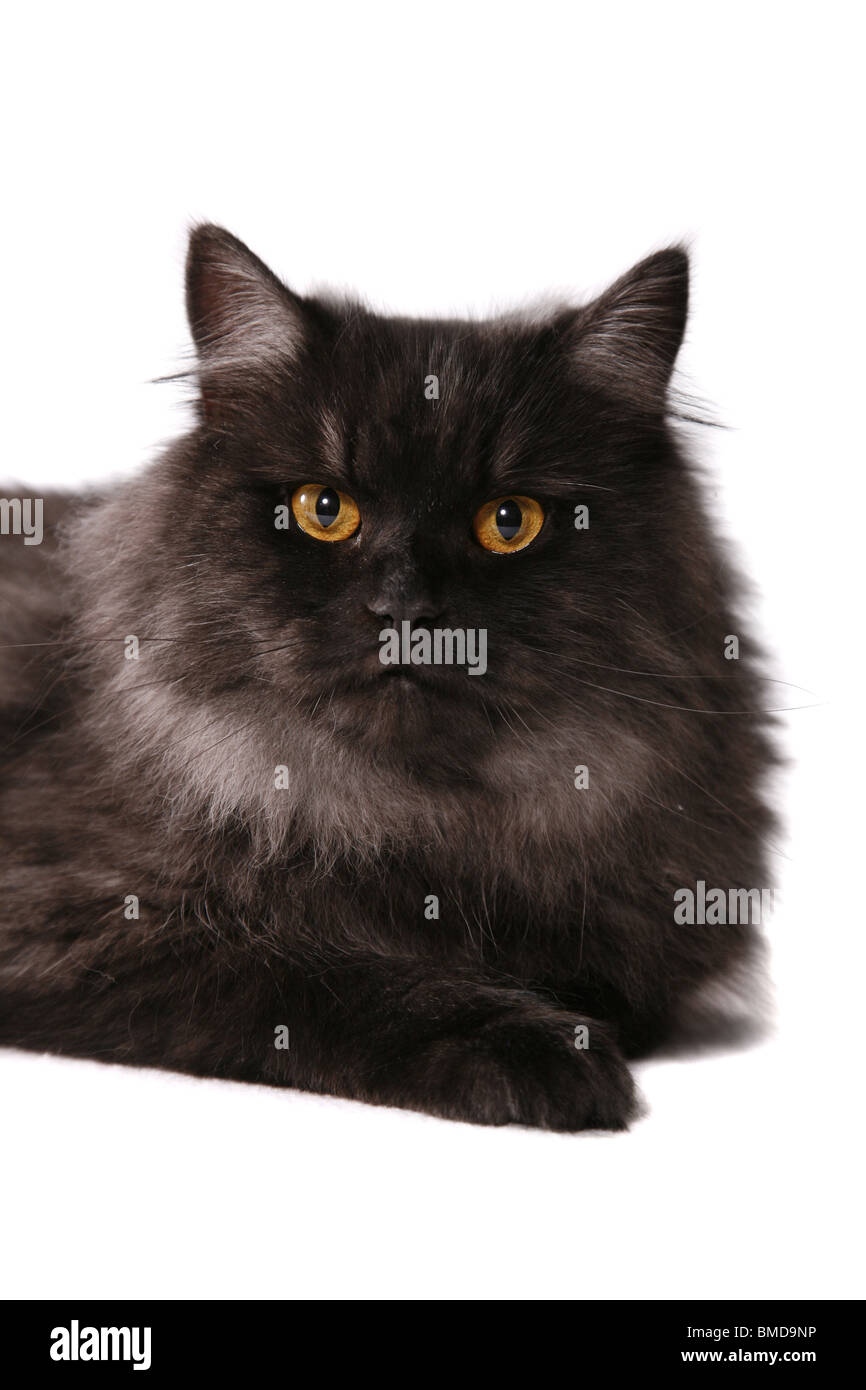 Angora katze -Fotos und -Bildmaterial in hoher Auflösung – Alamy