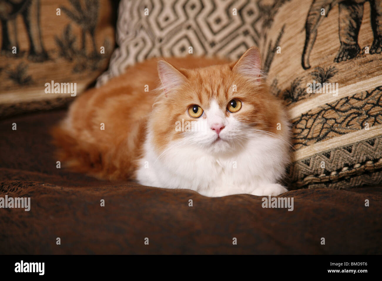 Liegende Deutsch Langhaar / liegen deutsche Angora Stockfoto