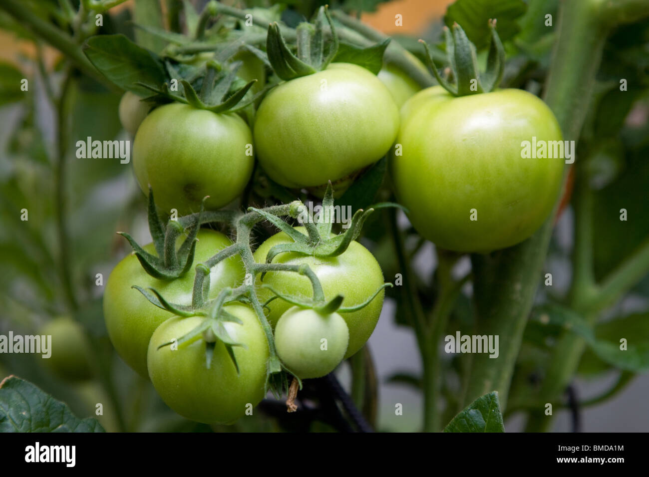 grüne Tomaten auf Reben - Solanum lycopersicum Stockfoto