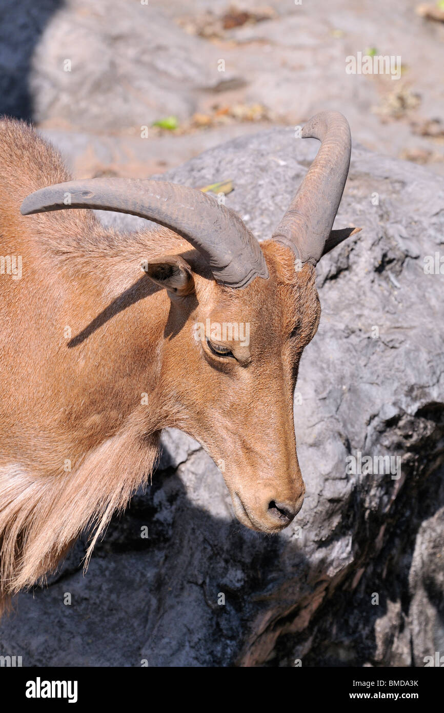 Der Mähnenspringer (Ammotragus Lervia) ist eine Art von Caprid (Ziege-Antilope) in Rocky Mountains in Nord-Afrika heimisch. Stockfoto