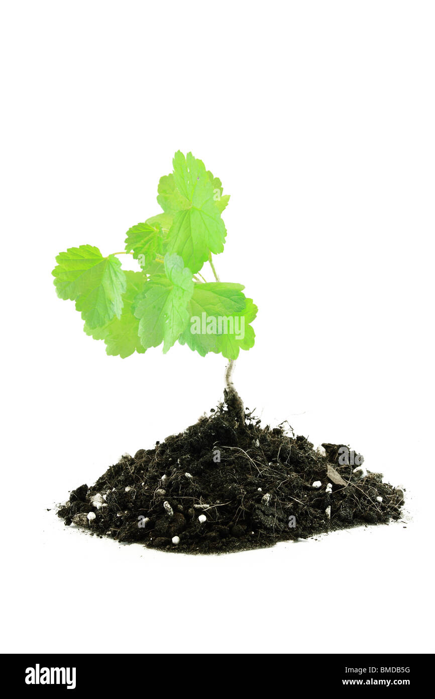 Kräftige Jungpflanze in einem Haufen von nährstoffreichen Boden - isoliert Stockfoto
