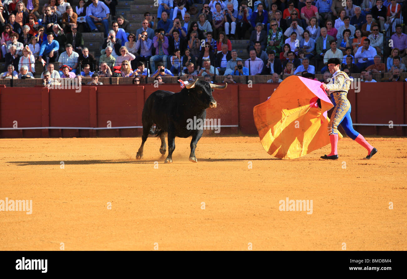 Stierkampf in Sevilla Stockfoto