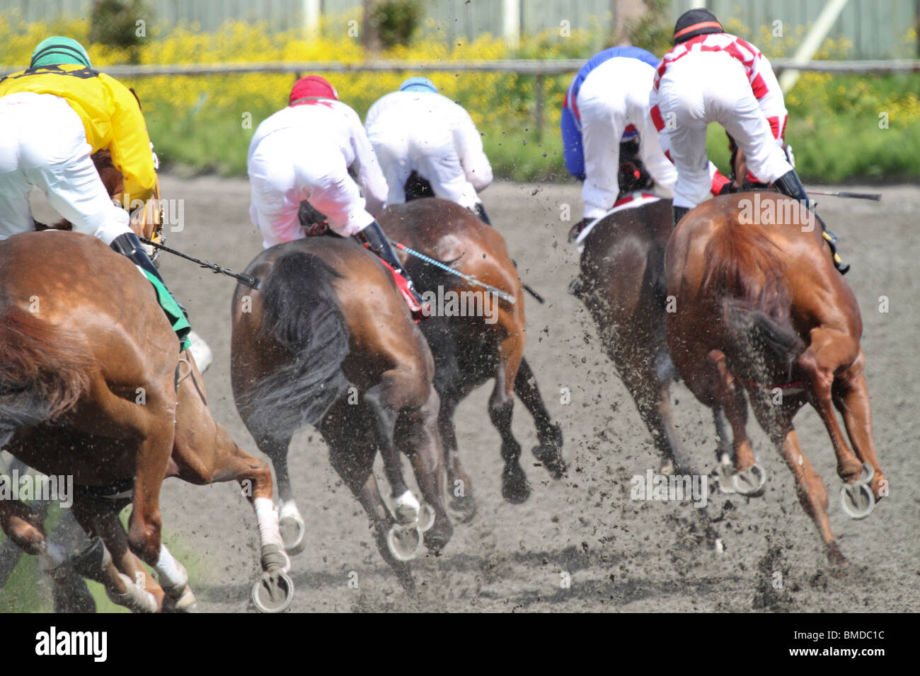 Eine Herde von Rennpferden bewegen wie ein Rudel um die Kurve am Tag des Rennens Stockfoto