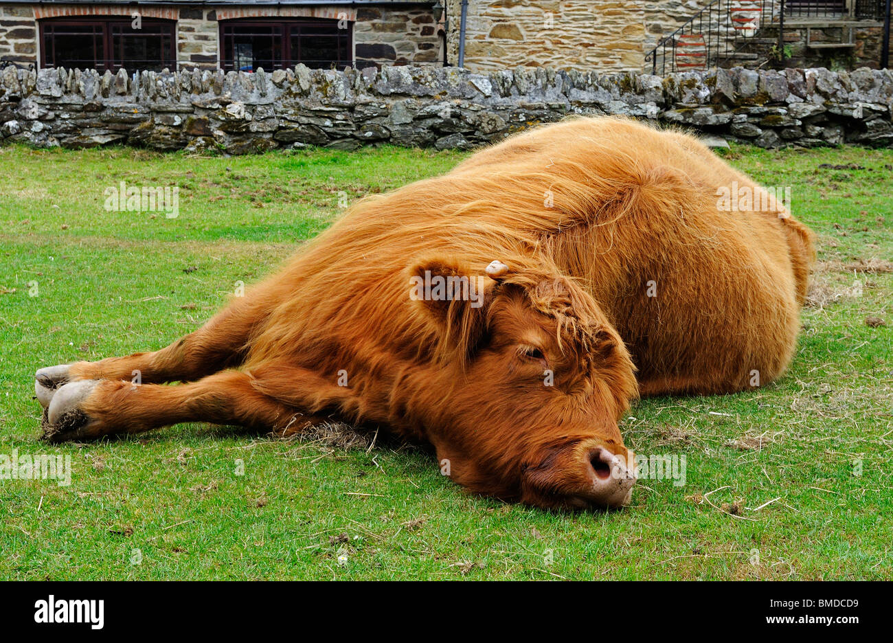 ein Haustier Highland Kuh an eine Mosterei in der Nähe von Truro in Cornwall, Großbritannien Stockfoto