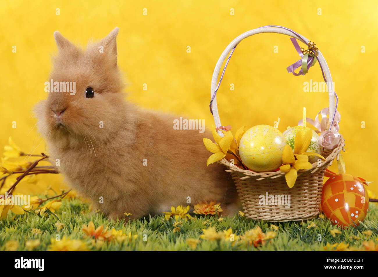 Löwenmähnenzwerg / Pygmäen Hase Stockfoto