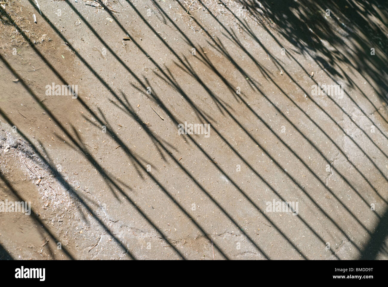 Eisen Zaun Schatten auf dem asphalt Stockfoto