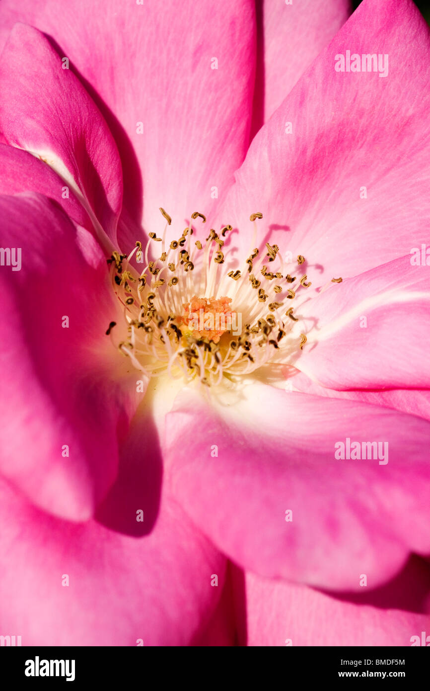 Rose Blumenblätter Staubgefäße und Stempel-Makro Stockfoto
