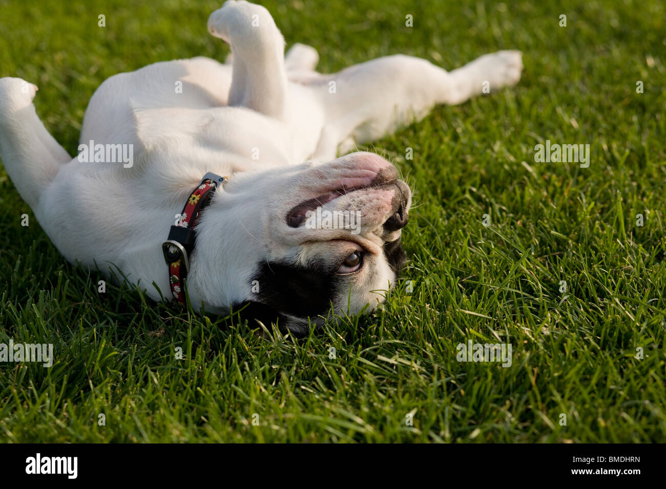 Französische Bulldogge Rollen auf dem Rasen Stockfoto