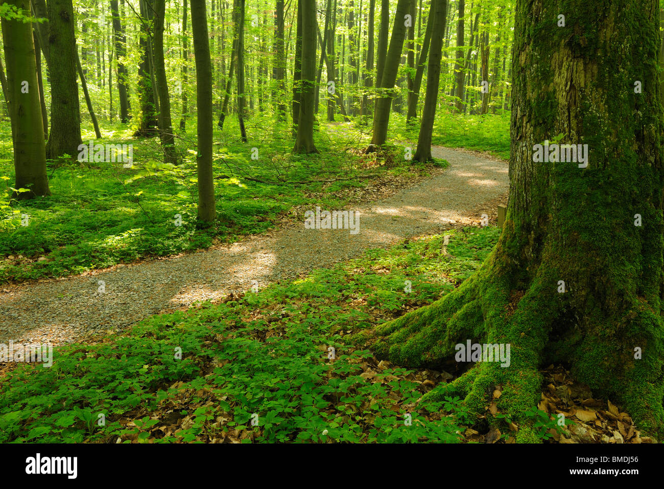 Weg durch Buchenwald im Frühjahr, Nationalpark Hainich, Thüringen, Deutschland Stockfoto