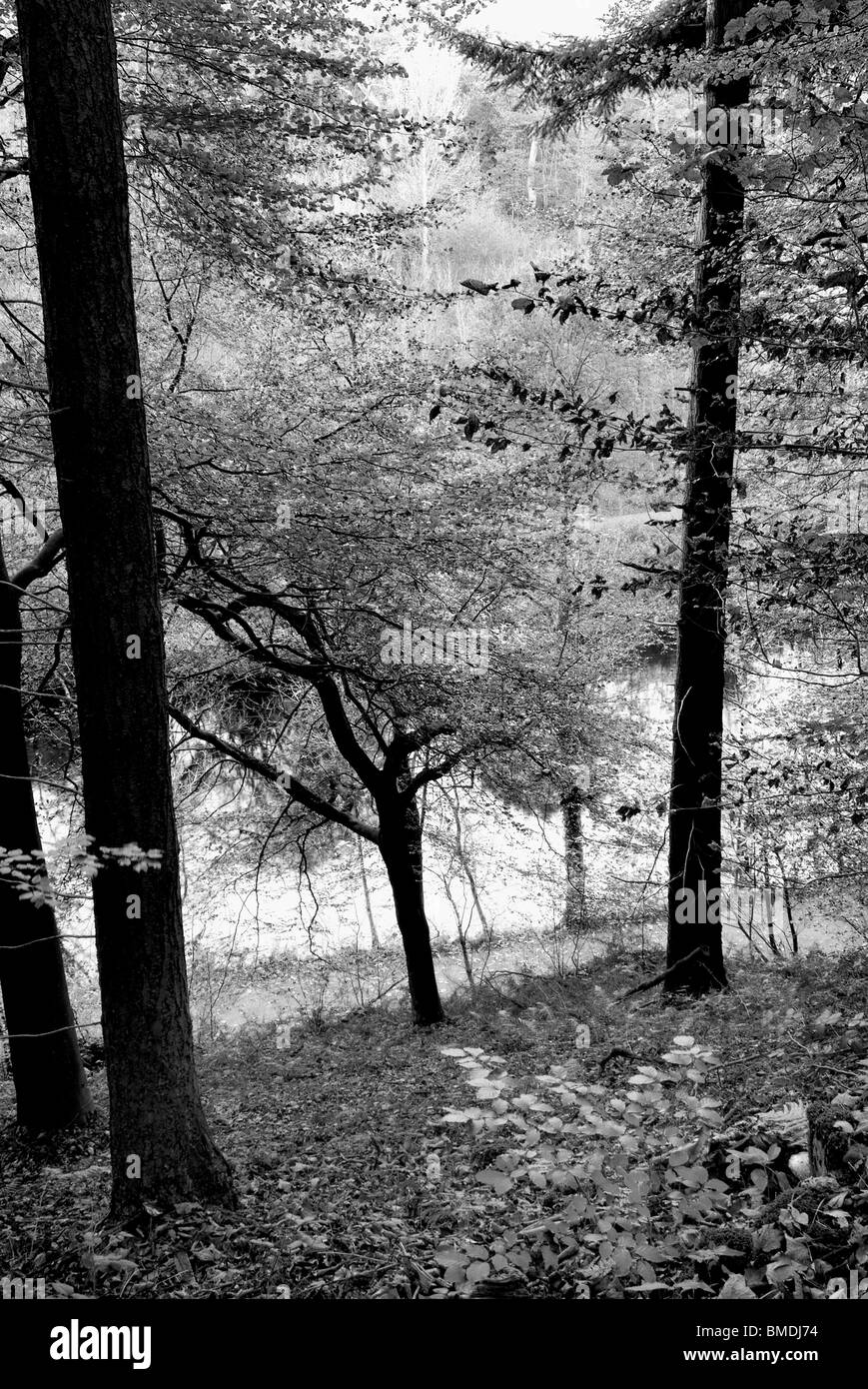 Herbst (Herbst) in Strid Wood, Bolton Abbey, North Yorkshire, England, Stockfoto