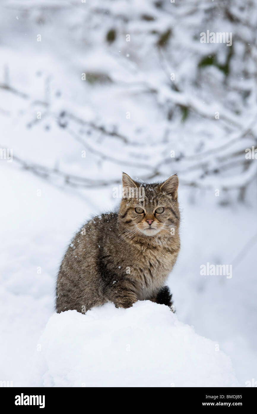 Porträt des jungen Europäische Wildkatze Stockfoto