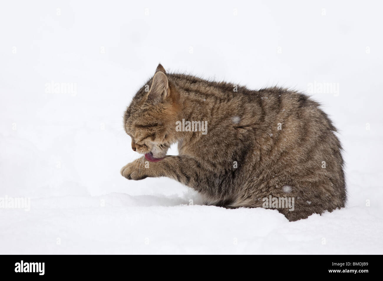 Porträt des jungen Europäische Wildkatze Stockfoto