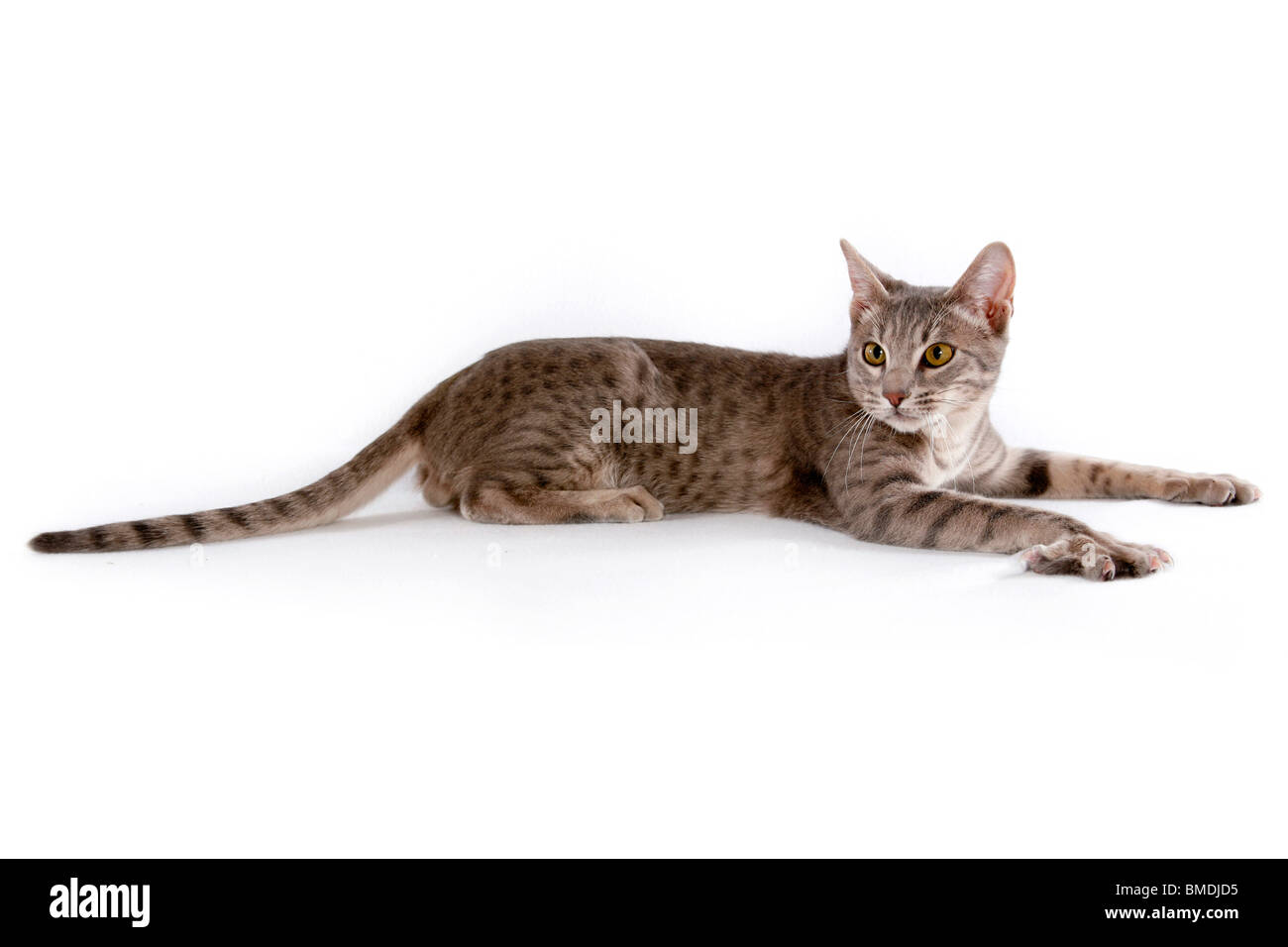 Ocicat Stockfoto