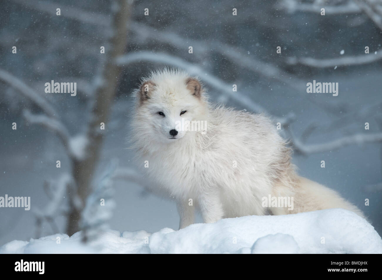 Weisse Fuchse Stockfotos Und Bilder Kaufen Alamy