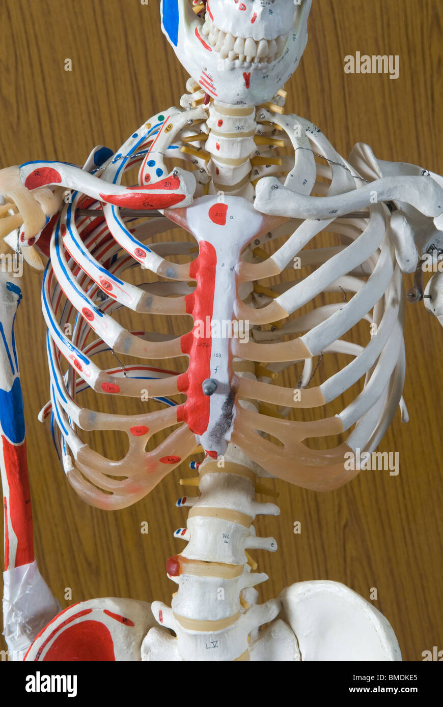 Nahaufnahme eines Skeletts Modell auf Beirut arabische Universität Libanon Middle East Stockfoto