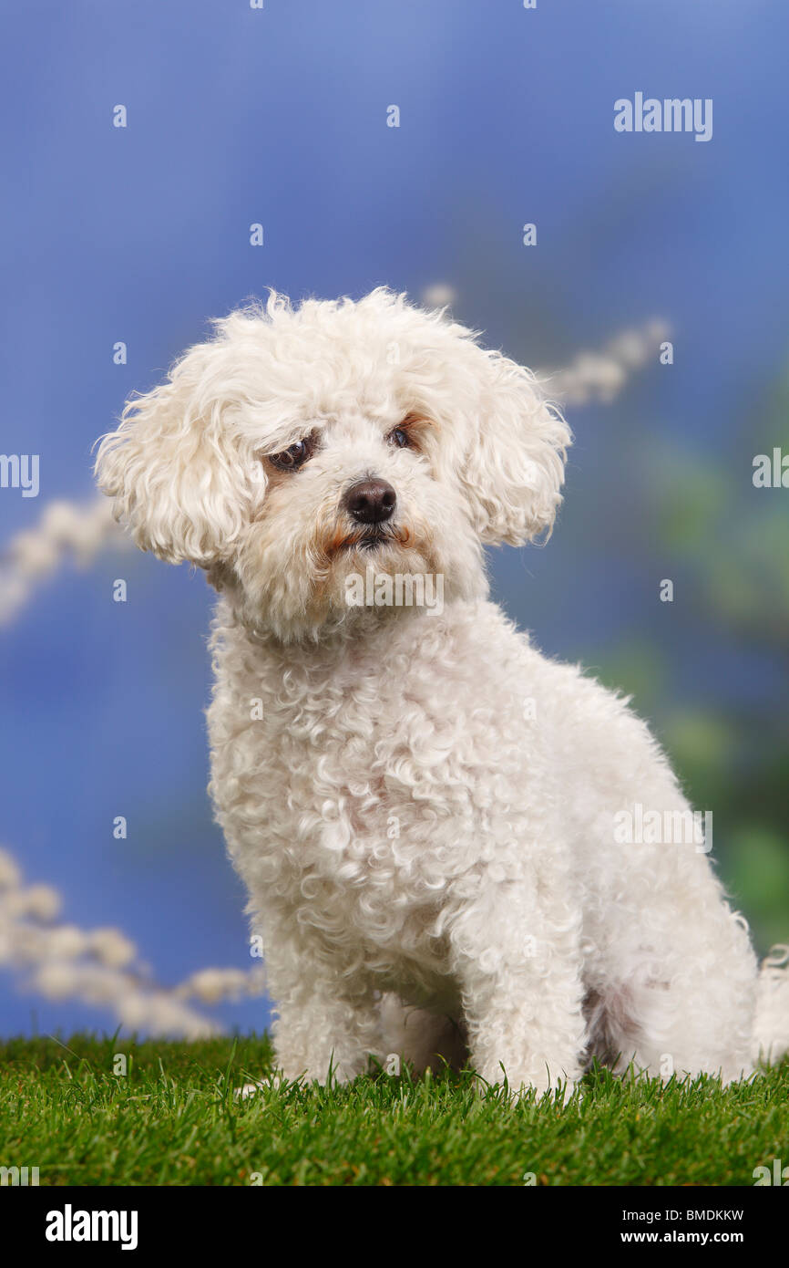 Bologneser Hund Stockfoto
