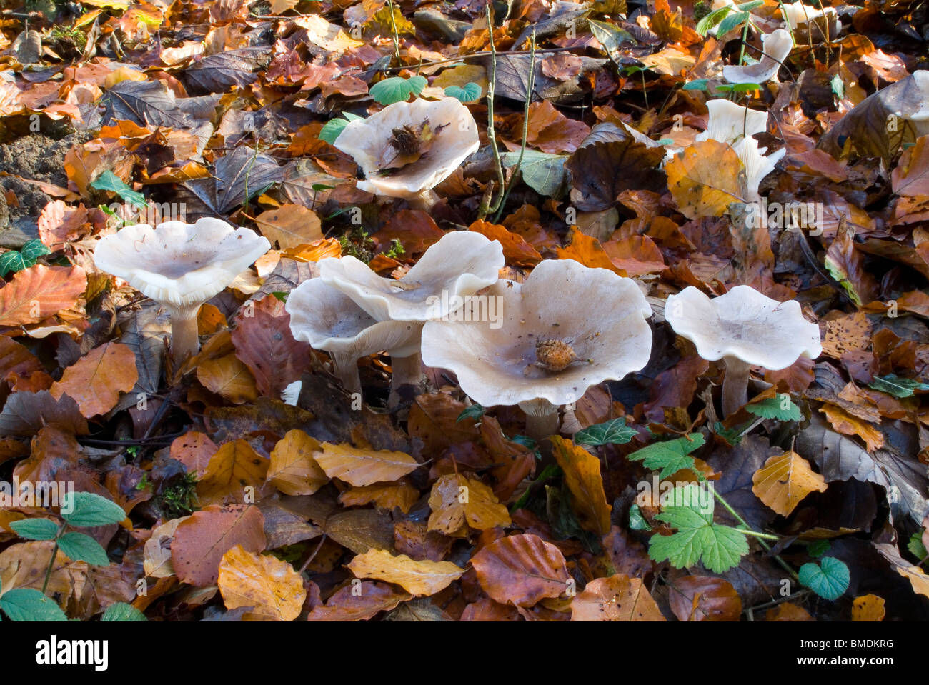 Wilde Pilze in Strid Wood, Bolton Abbey, North Yorkshire, England, Stockfoto