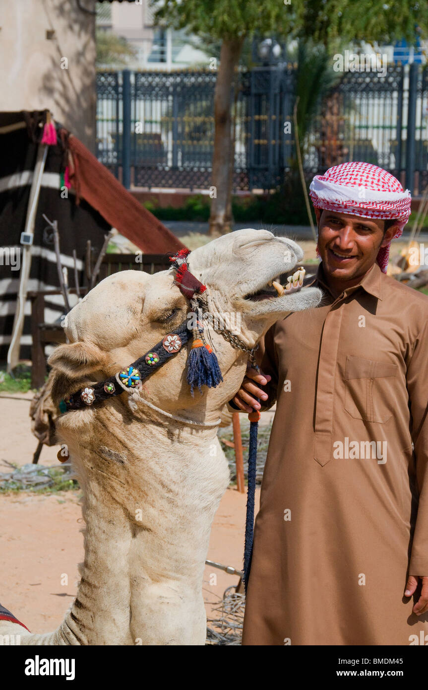 Kamele haben als Transportmittel durch Wüsten im arabischen Raum seit Tausenden von Jahren verwendet worden. Dubai-Kultur Stockfoto