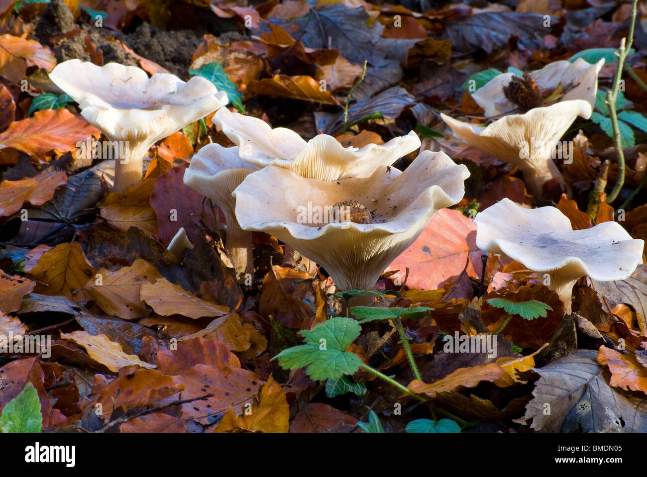 Wilde Pilze in Strid Wood, Bolton Abbey, North Yorkshire, England, Stockfoto
