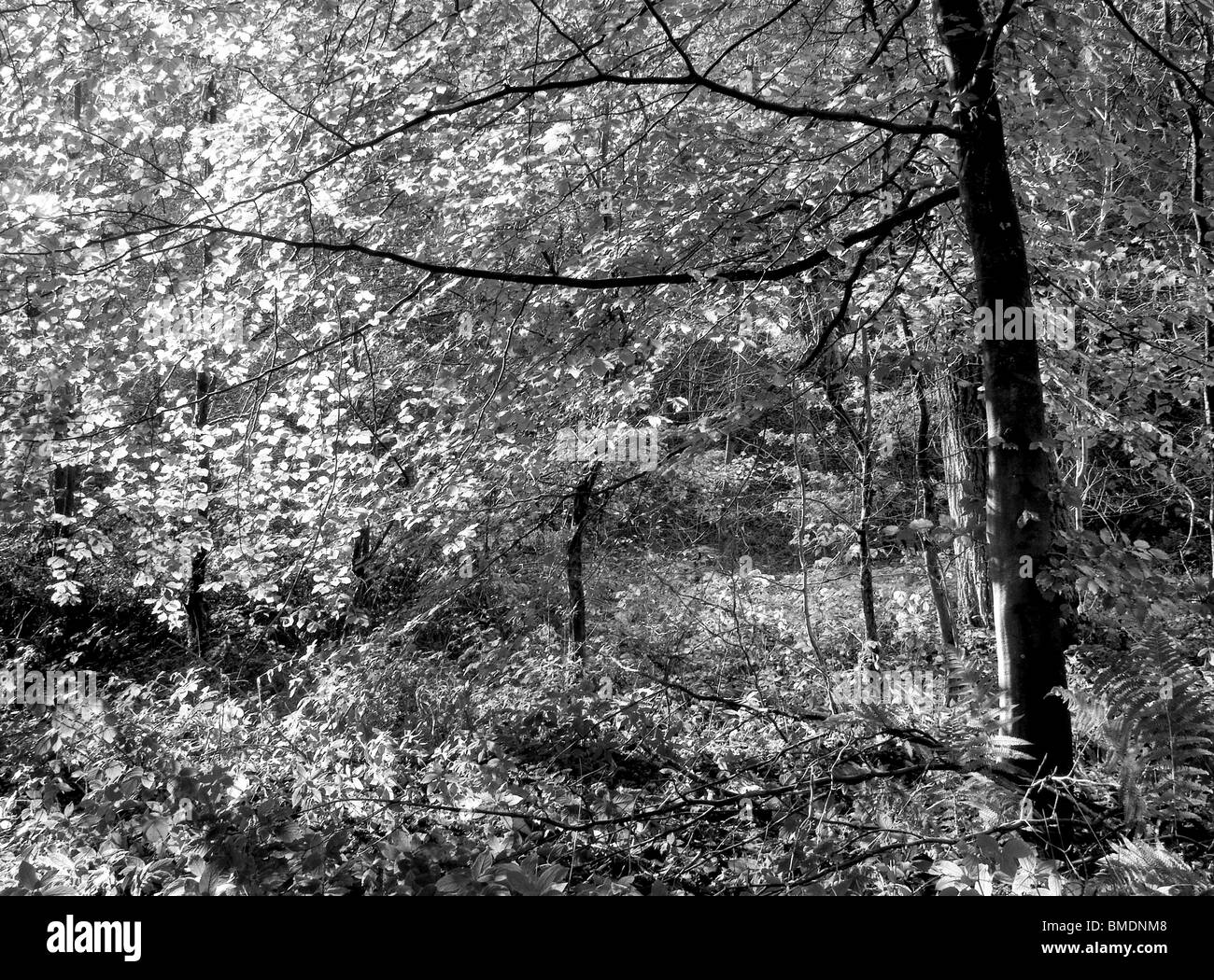 Herbst (Herbst) in Strid Wood, Bolton Abbey, North Yorkshire, England, Stockfoto