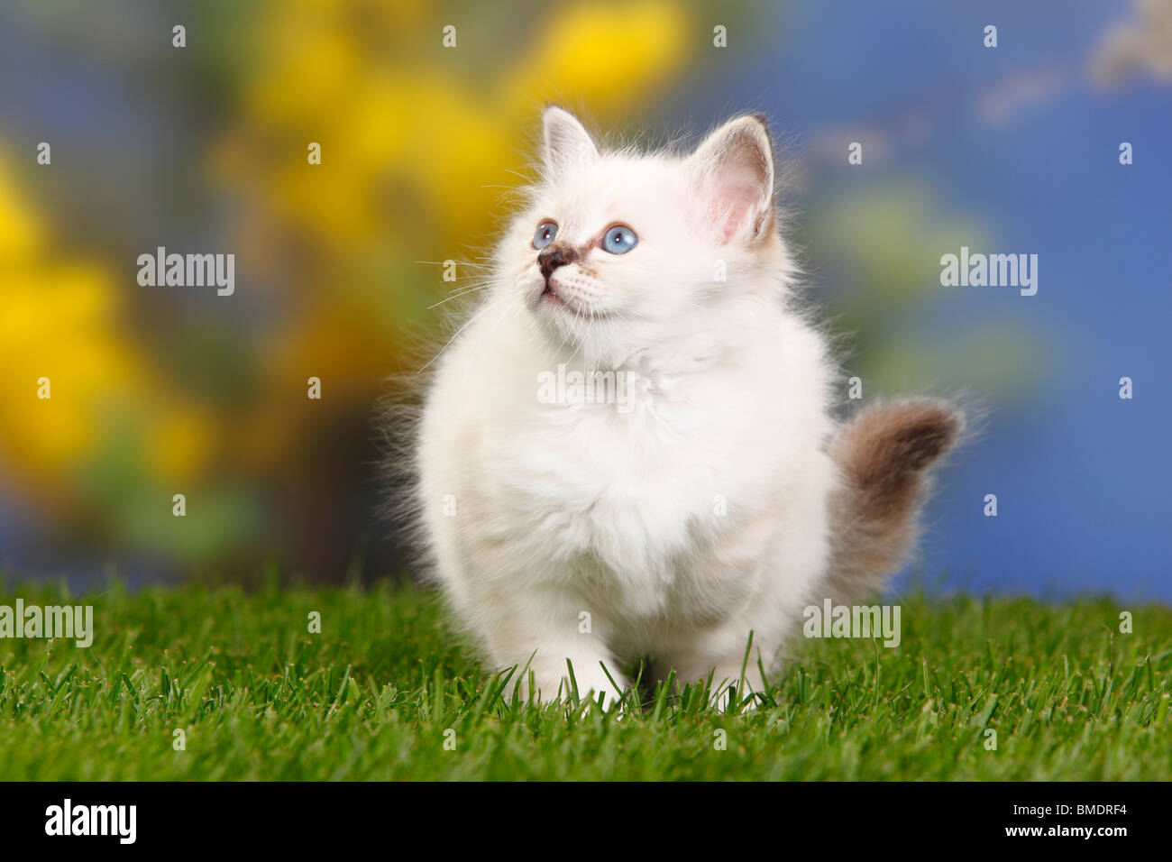 Heiligen Katze von Birma, Kätzchen, 7 Wochen / Birma Stockfoto