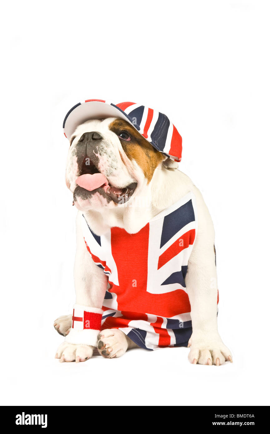 Eine britische Bulldogge trägt einen Union Jack Weste, GAP und englische Flagge Handgelenk-Schweißband reinweiß (255rgb) im Hintergrund. Stockfoto