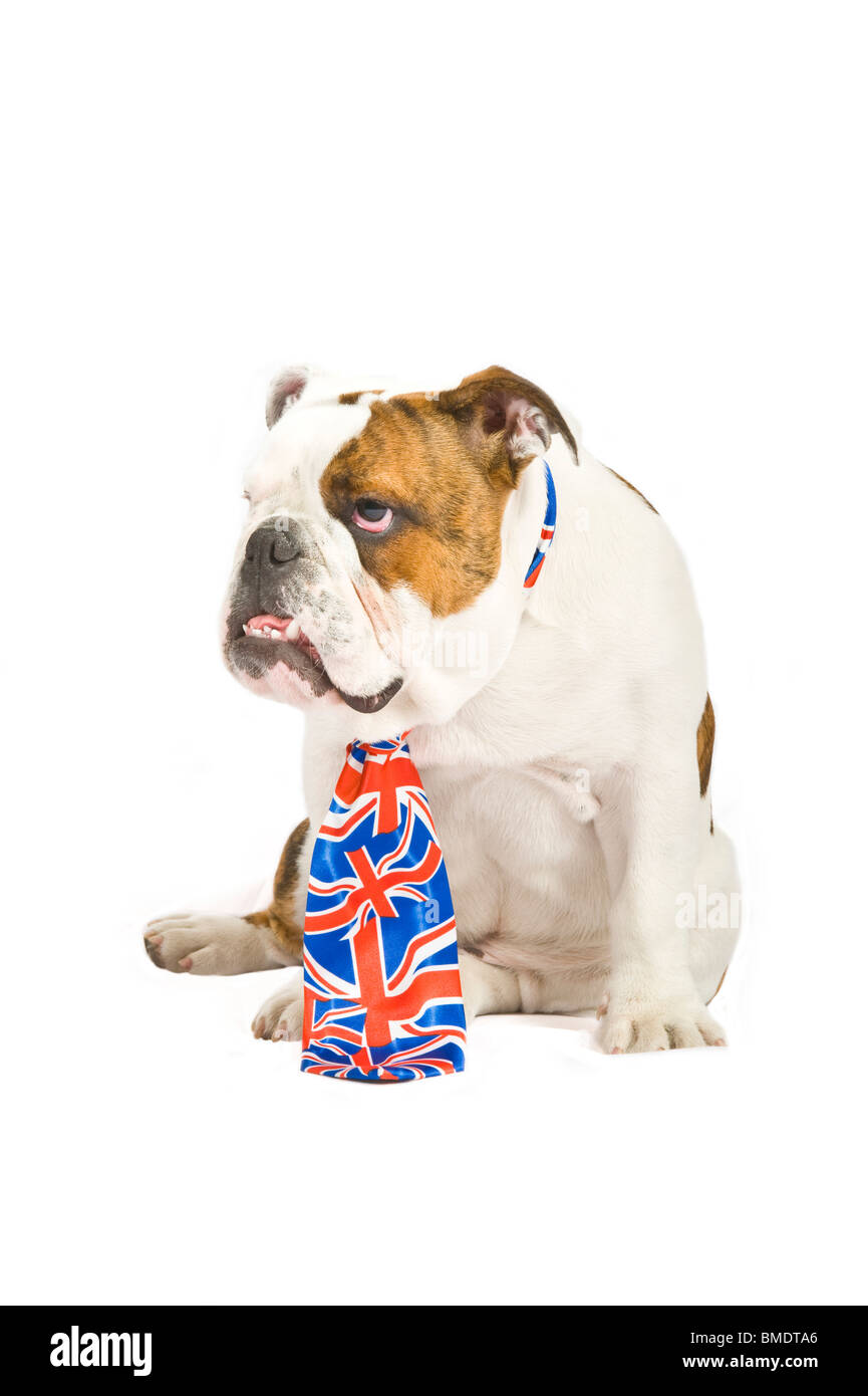 Eine traurig aussehende 6 Monate alte britische Bulldogge mit Union Jack Krawatte reinweiß (255rgb) im Hintergrund. Stockfoto