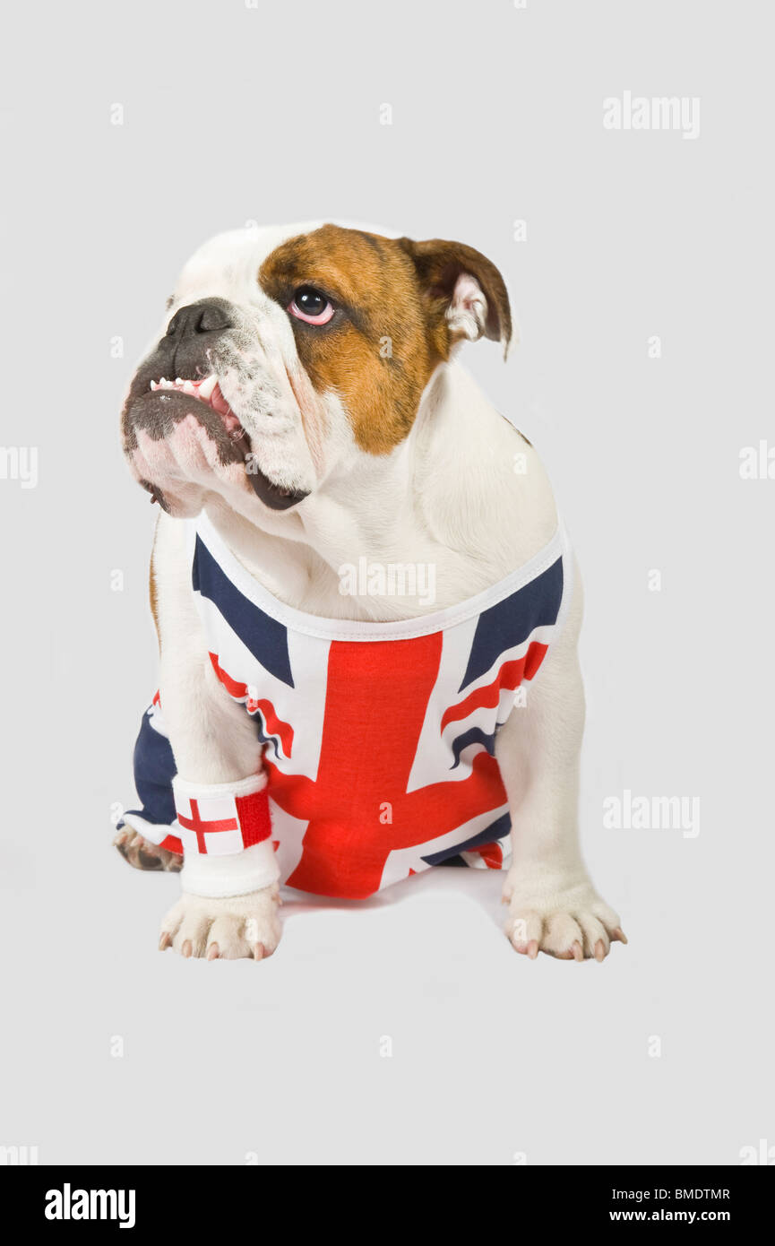 Eine britische Bulldogge trägt einen Union Jack Weste und englische rote Kreuz Flagge Handgelenk Schweißband gegen eine (224rgb) graue Hintergrund. Stockfoto