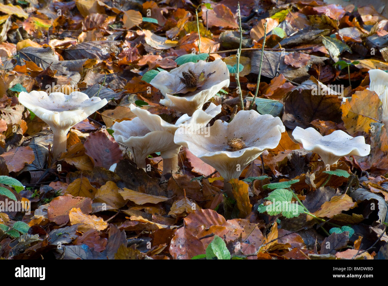 Wilde Pilze in Strid Wood, Bolton Abbey, North Yorkshire, England, Stockfoto