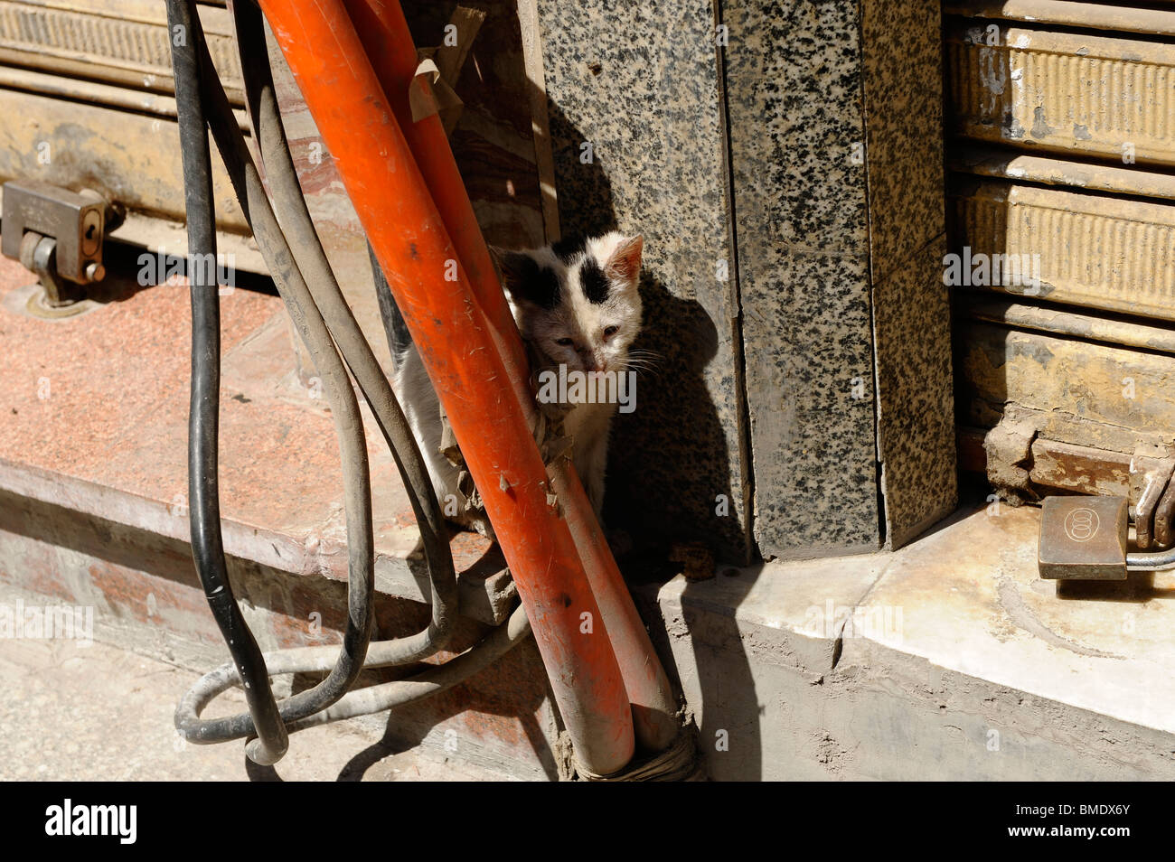 Kätzchen versteckt, Gassen der Altstadt, Al Gamaliya, islamischen Kairo, Kairo, Ägypten Stockfoto