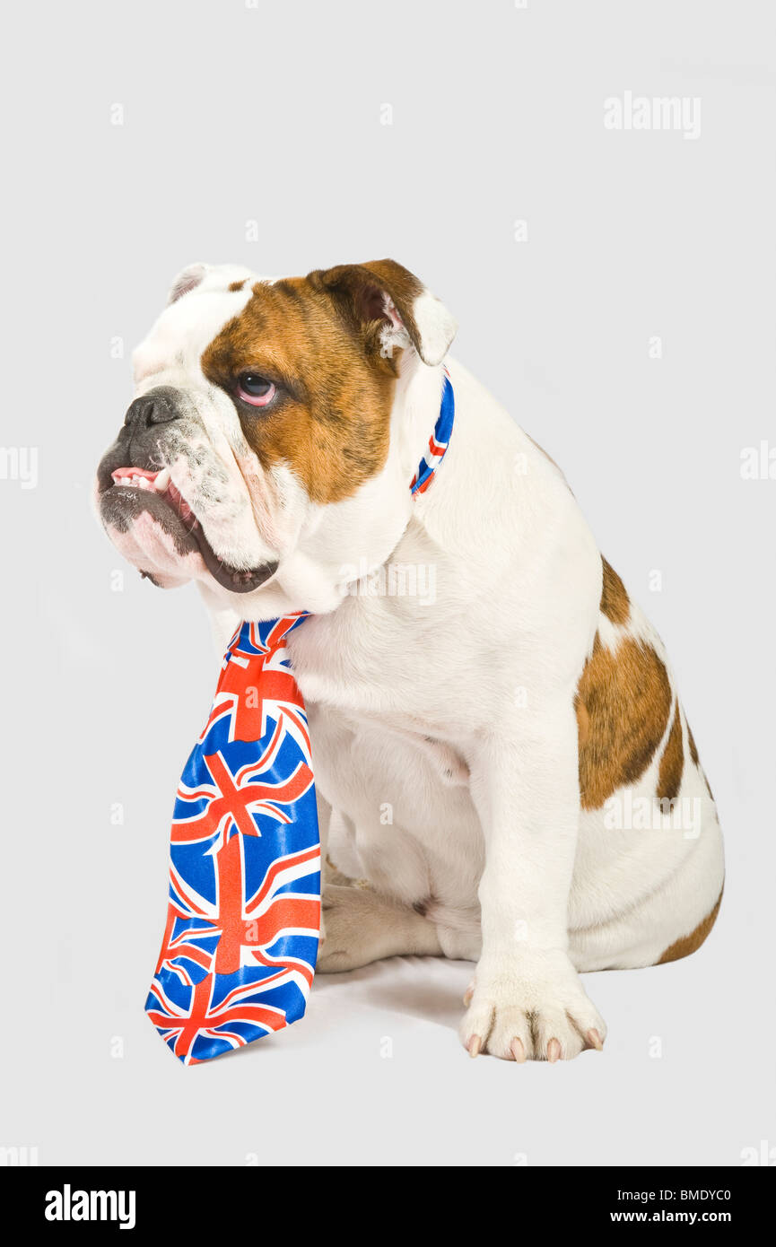 Ein traurig aussehende 6 Monat alt grau British Bulldog mit Union Jack Krawatte gegen eine (229rgb) Hintergrund. Stockfoto