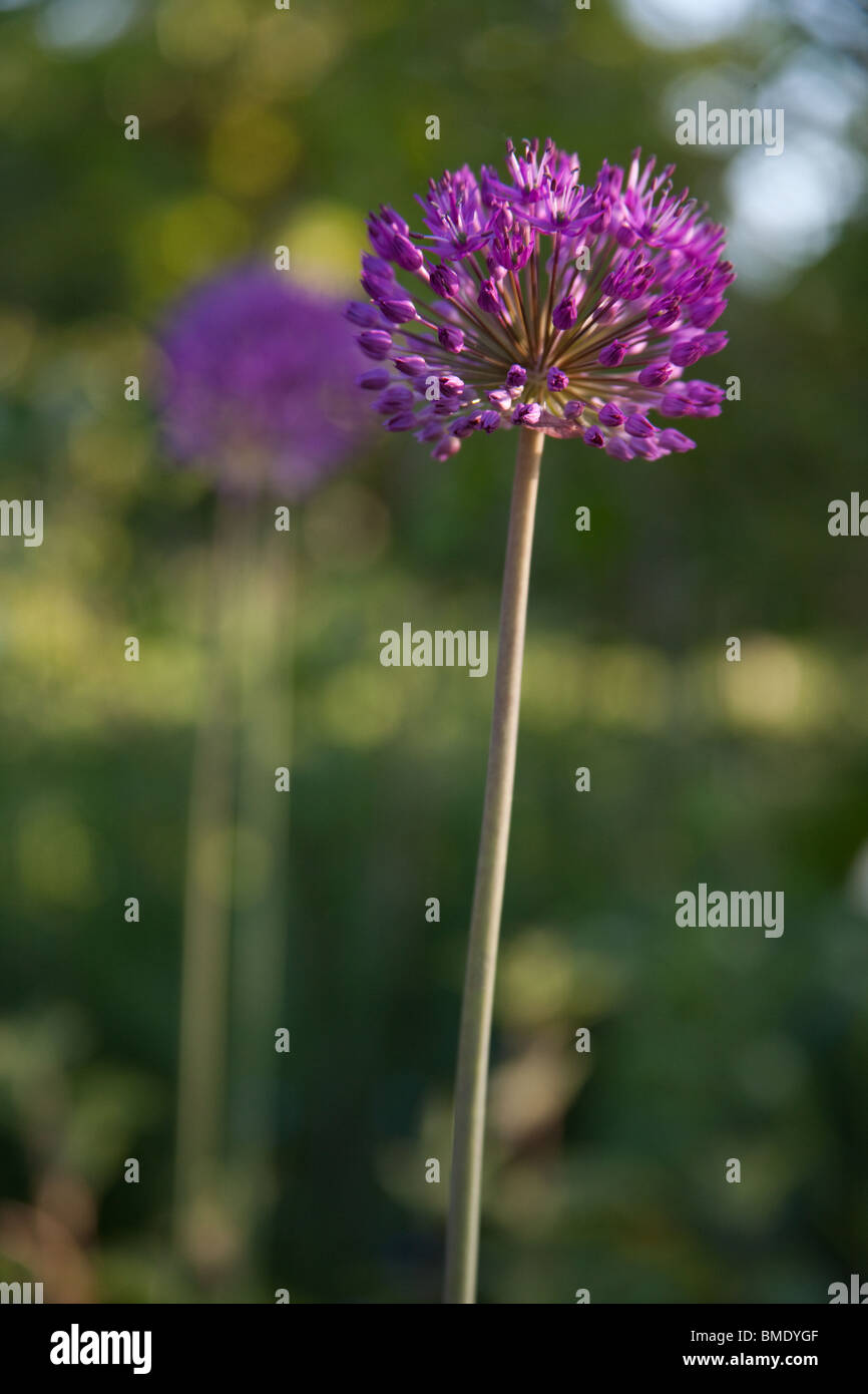 Eine violette Allium aflatunense Blume, Hampshire, England, Vereinigtes Königreich. Stockfoto