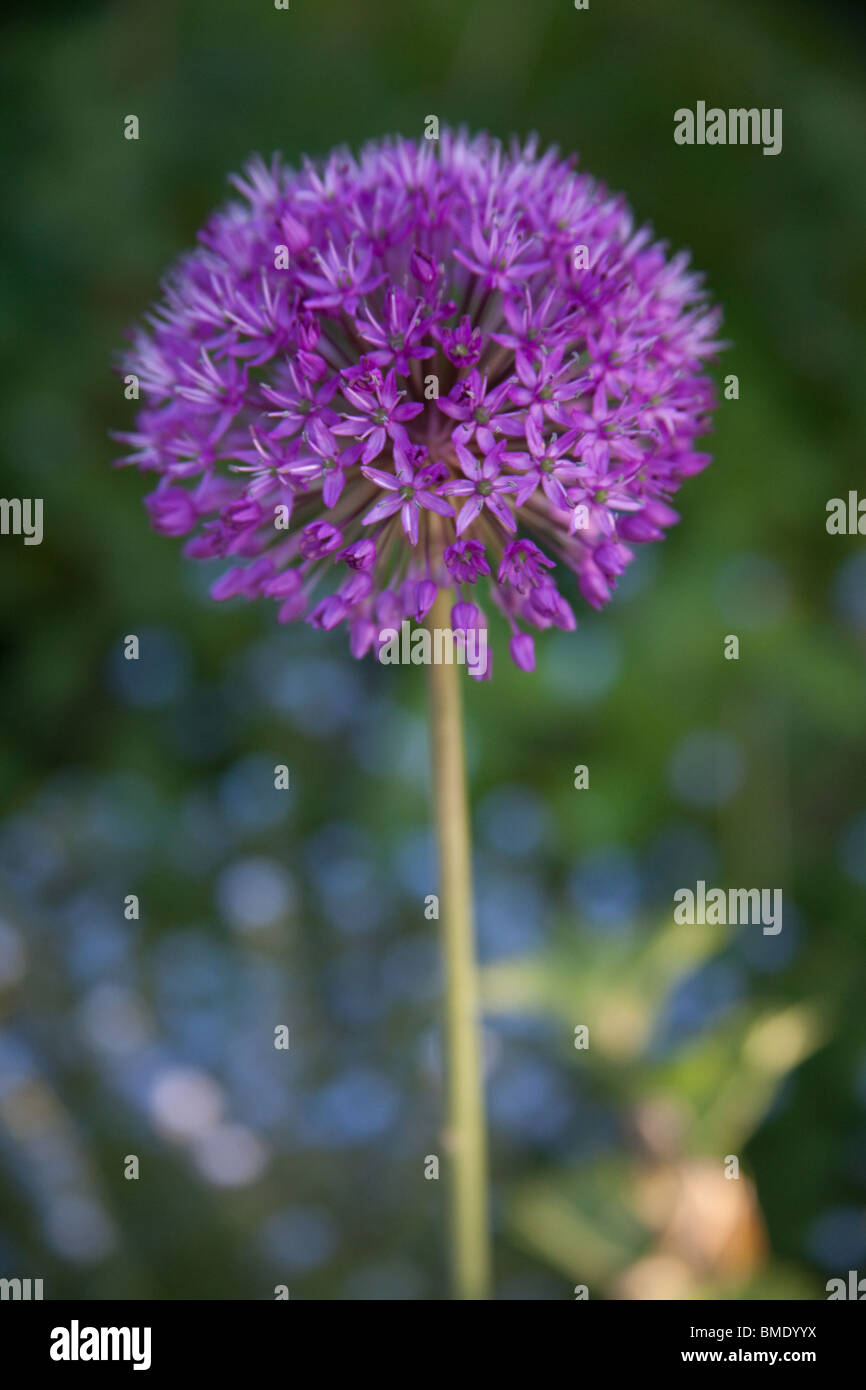 Eine violette Allium aflatunense Blume, Hampshire, England, Vereinigtes Königreich. Stockfoto