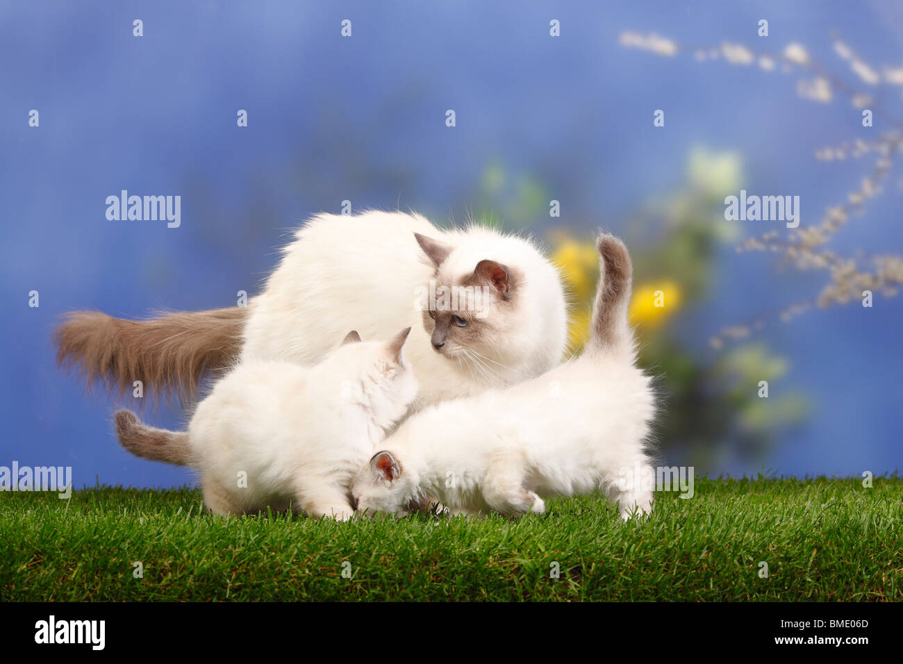 Heiligen Katze von Birma Blue-Point und Kätzchen, 7 Wochen / Birma Stockfoto