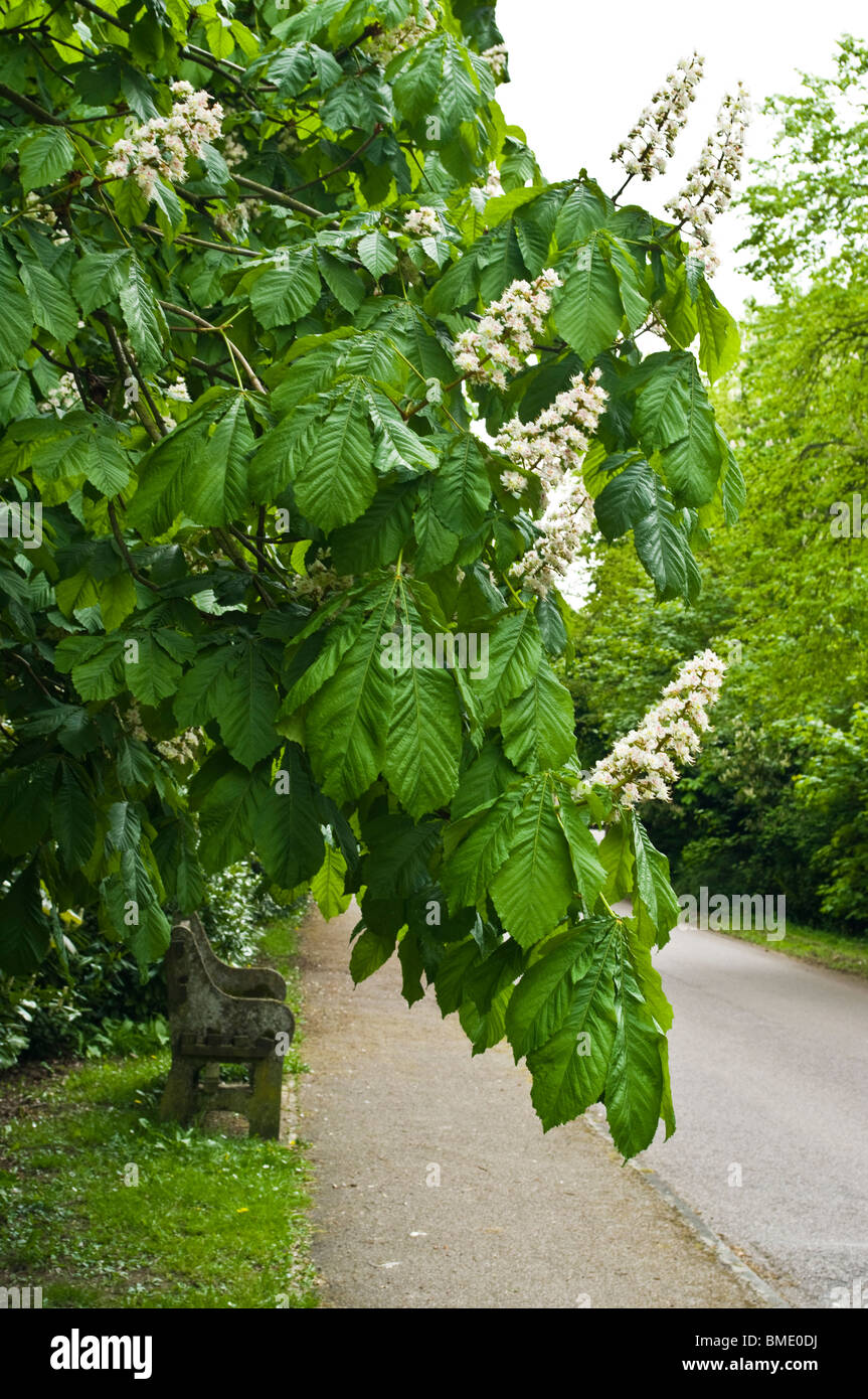 Unter den ausladenden Kastanienbaum Stockfoto