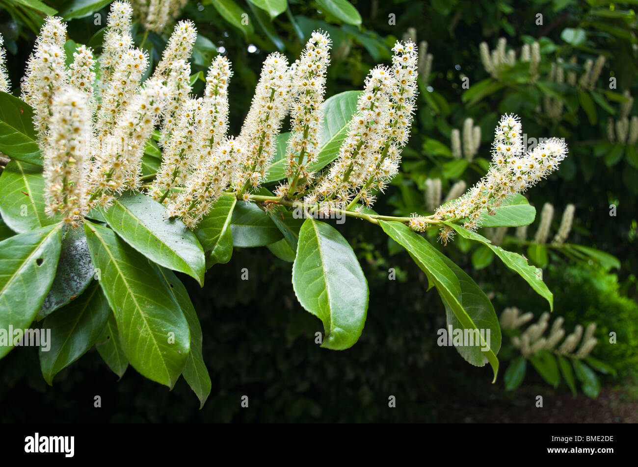 Blumen der Kirschlorbeer (Prunus Laurocerasus) Stockfoto