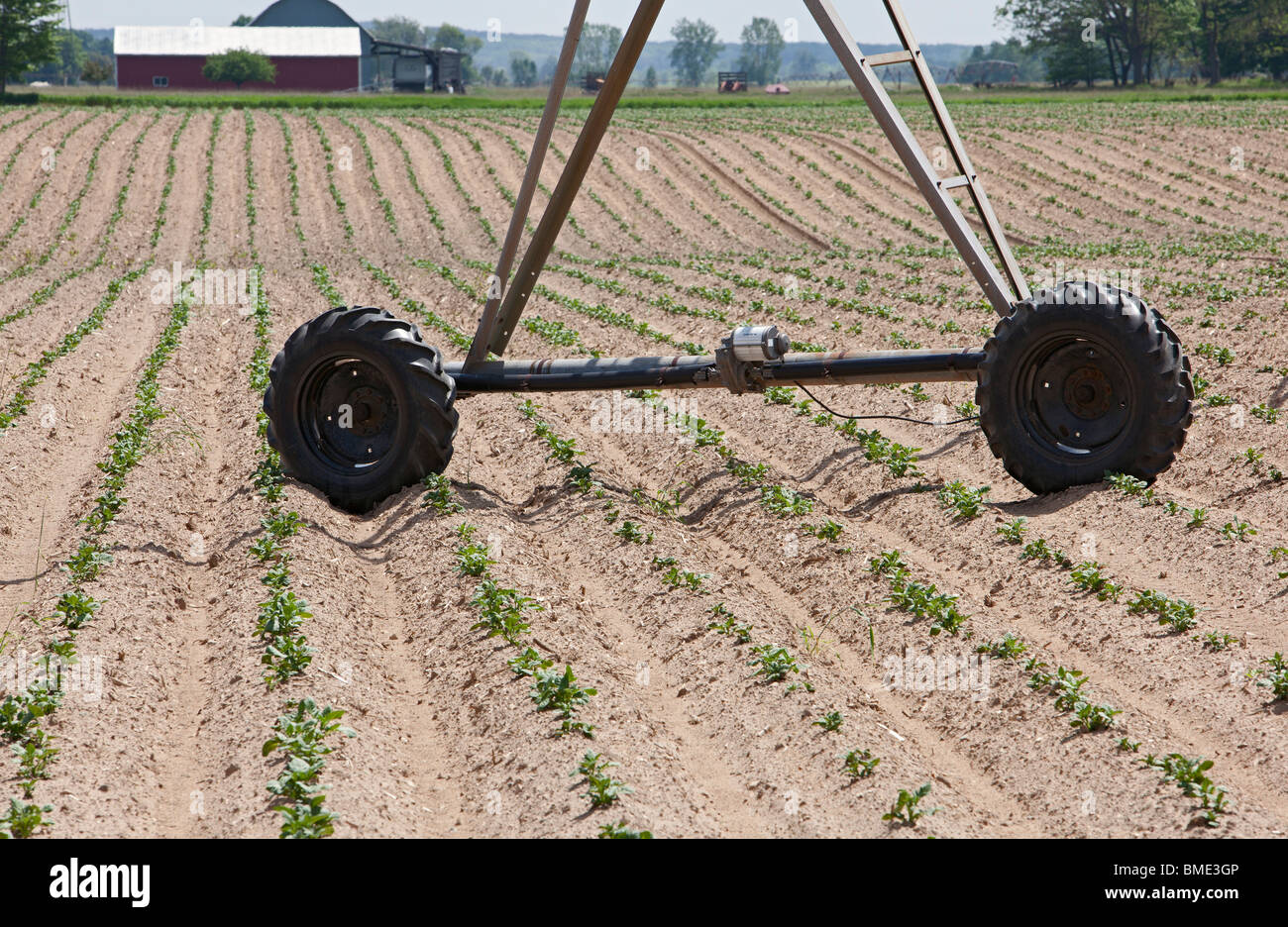 Mecosta, Michigan - die Räder eines Bewässerungssystems Sprinkler in den Reihen der Kartoffelpflanzen auf einem großen Bauernhof in Westmichigan. Stockfoto