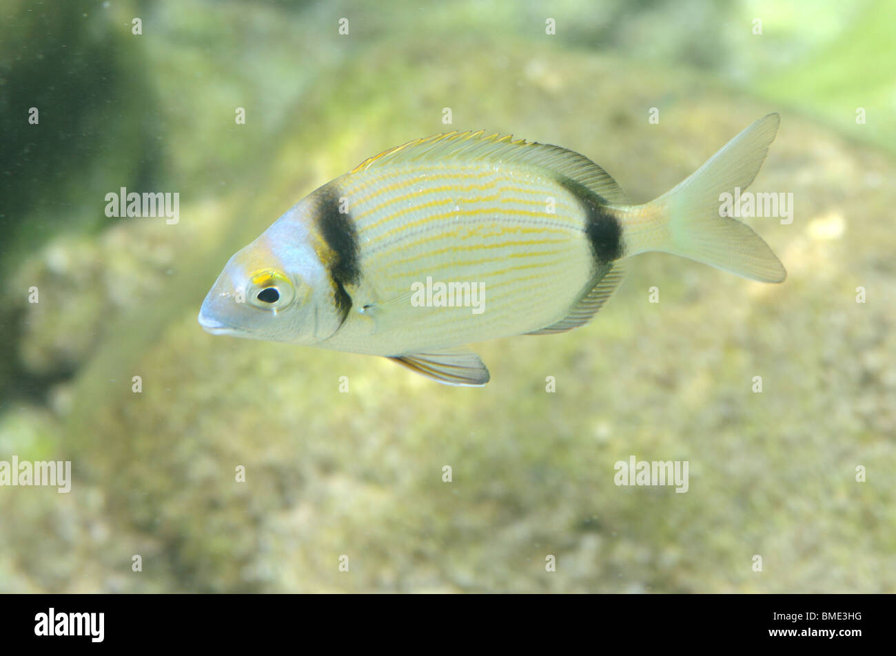 Unterwasser Foto eines Fisches. Foto auf der Küste von Fuerteventura Stockfoto