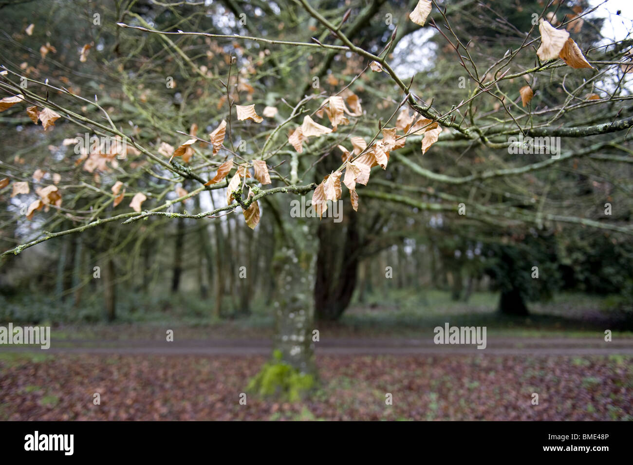 Branche, Arbre, Vue, Ast, Baum, Ansicht Stockfoto