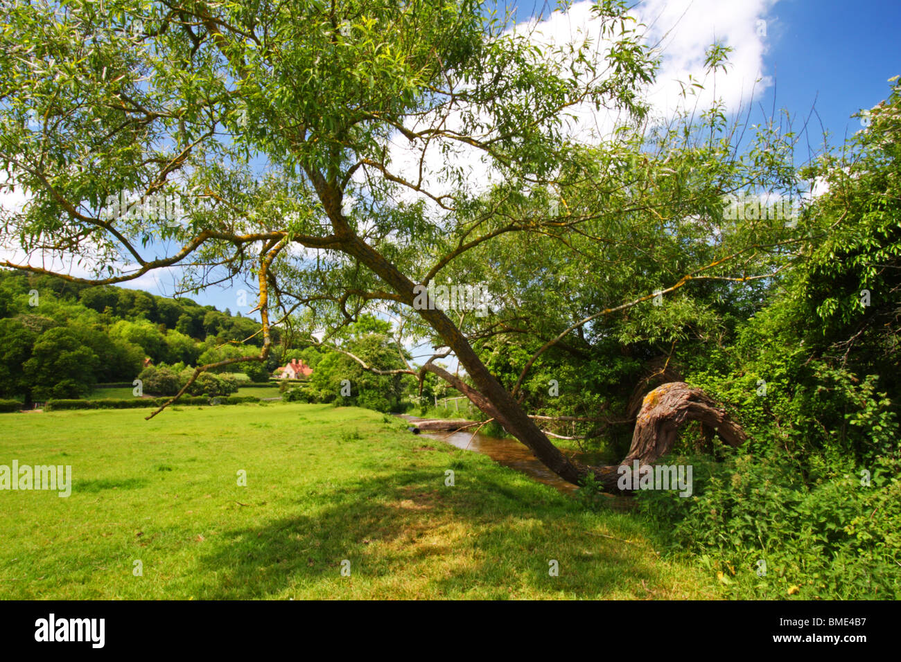 Ein ungewöhnlich geschwungene Baum wächst über Hambleden Bach, eine Kreide Bach von Hambleden Mühle Ende, Buckinghamshire, England. Stockfoto