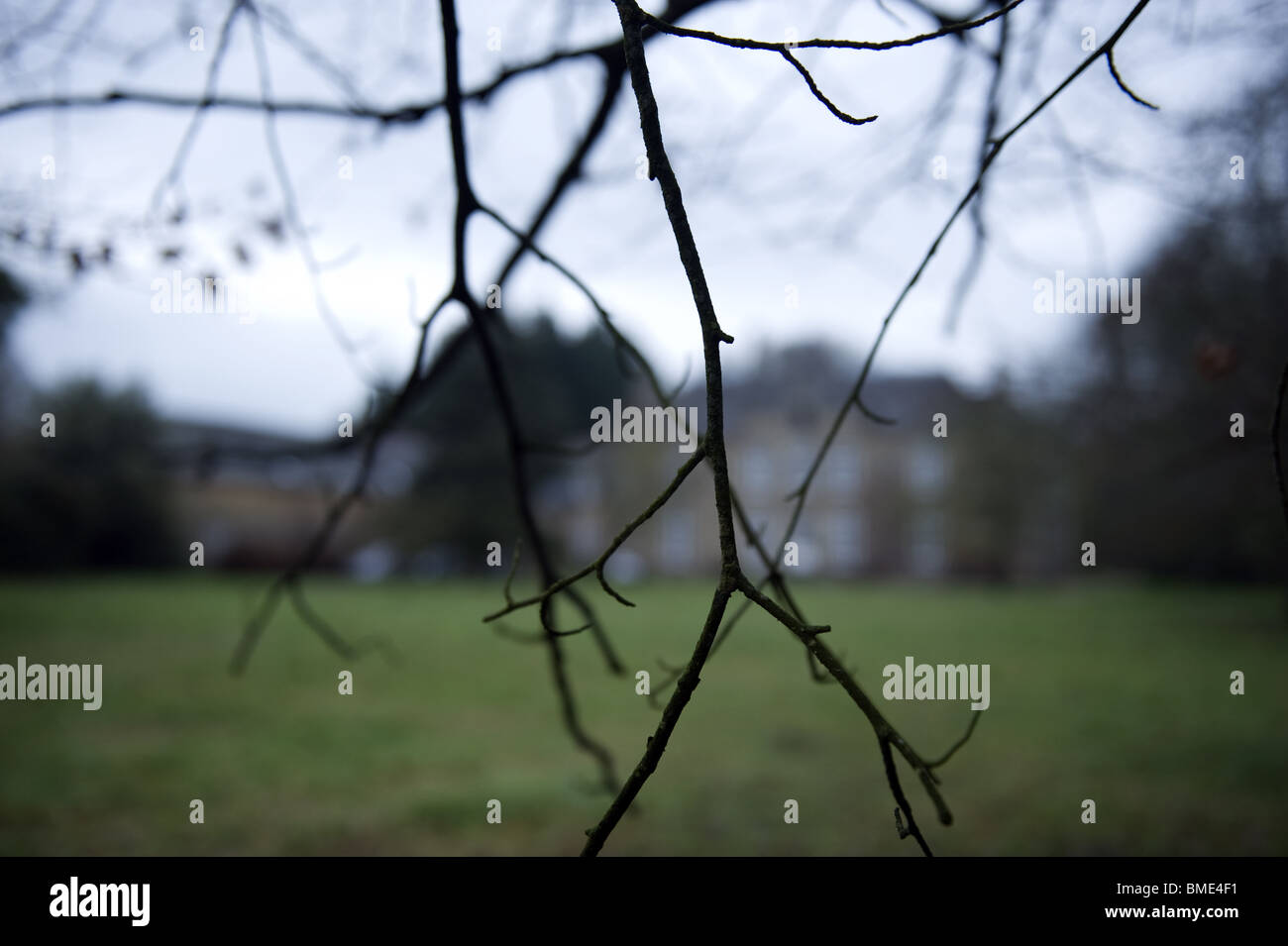 Branche, Arbre, Vue, Ast, Baum, Ansicht, Burg, Schloss Stockfoto