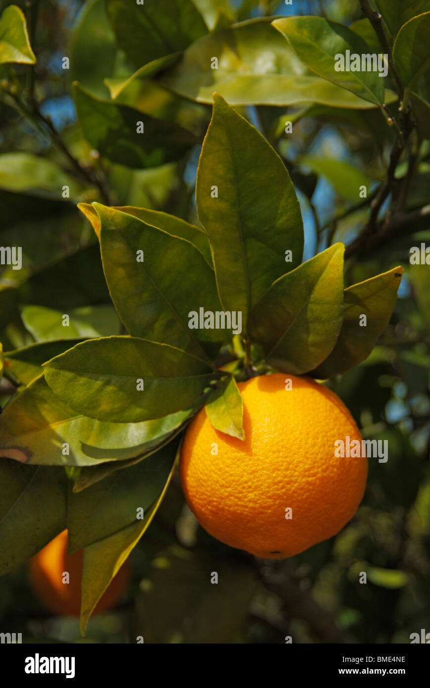 Orangen wachsen auf Bäumen in einem Orangenhain Algarve Portugal EU Europa Stockfoto