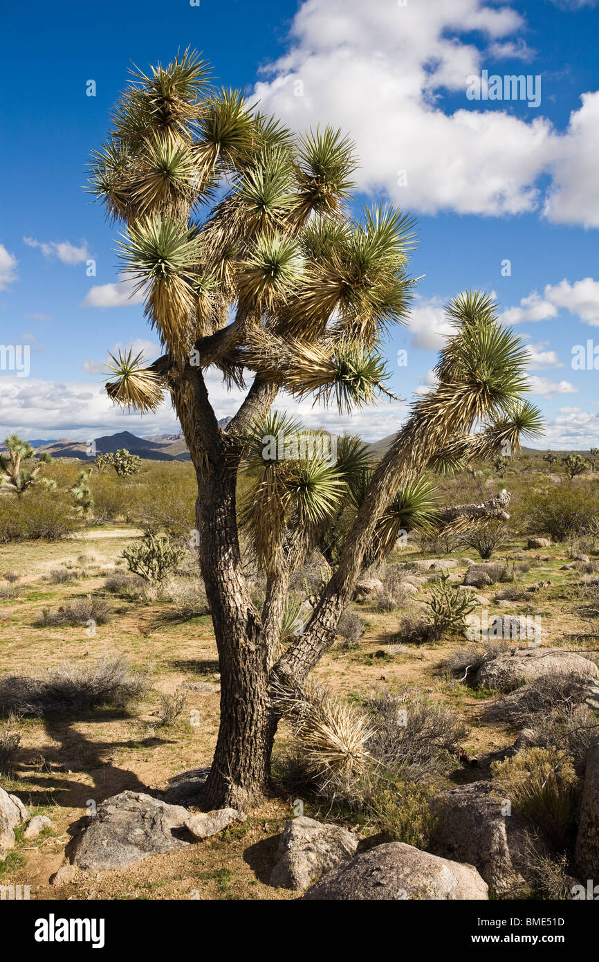 Joshua Tree, Yucca Brevifolia, in Arizona. Stockfoto
