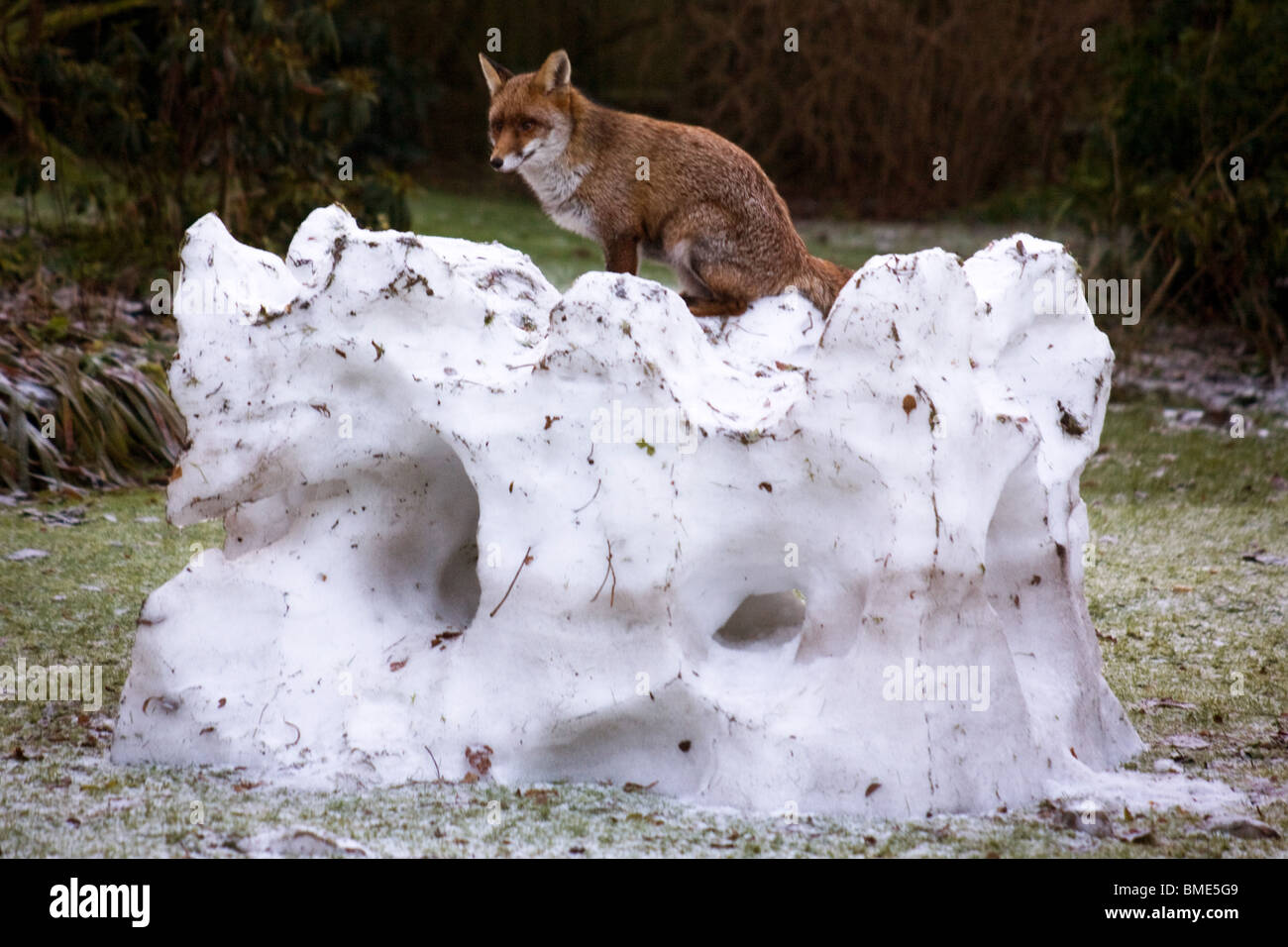 PAARUNG FÜCHSE KENT GARTEN VEREINIGTES KÖNIGREICH WILDLIFE WILDTIERE FOX SAISON TIERE VIXEN SEXUELL AKTIVEN STÄDTISCHEN LAND Stockfoto