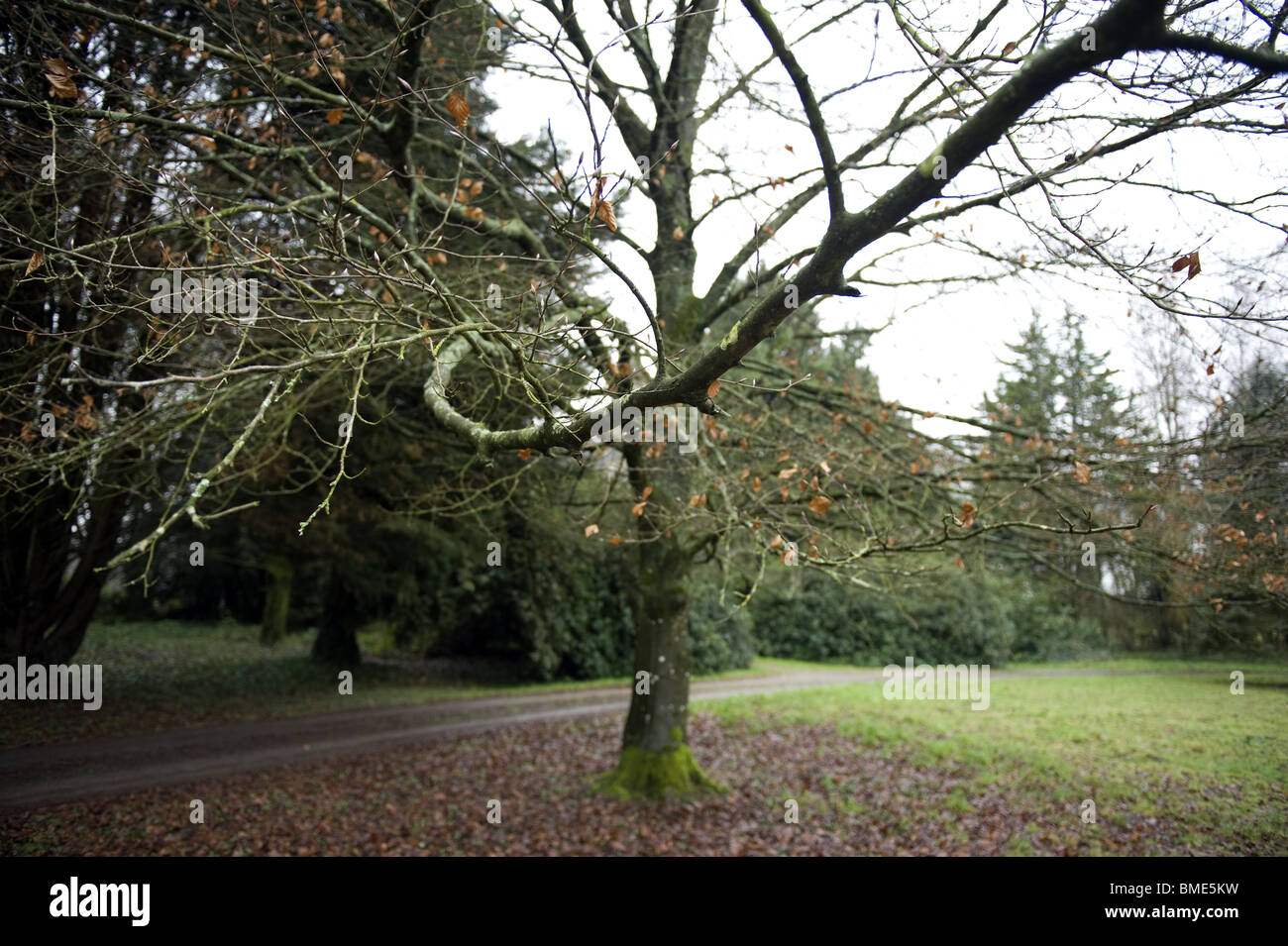Branche, Arbre, Vue, Ast, Baum, Ansicht Stockfoto