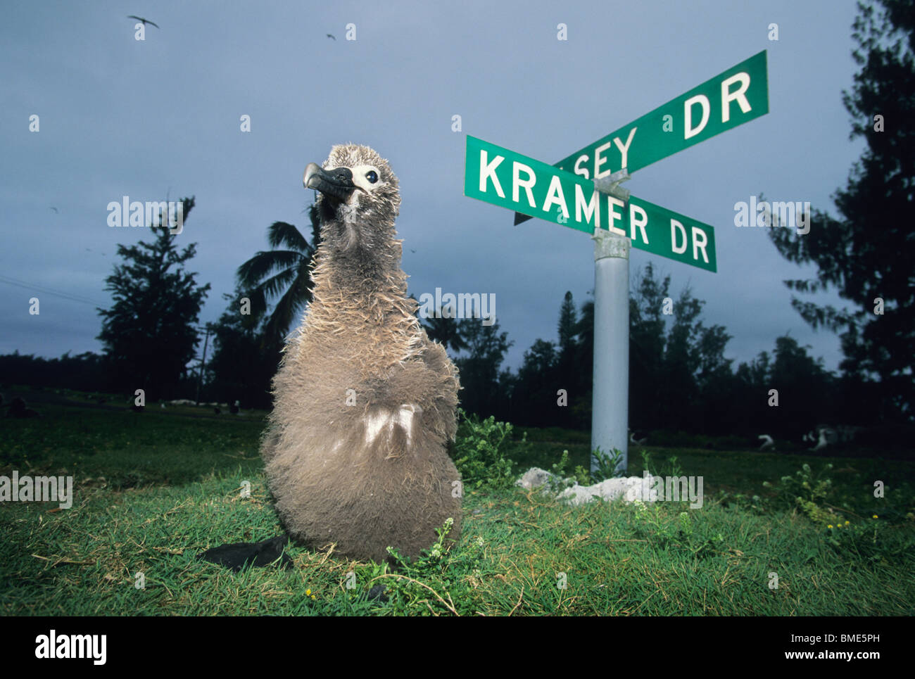 Hawaii, Midway-Atoll, junge Laysan Albatros Straßenschilder in alten Militärbasis ausruhen. Stockfoto