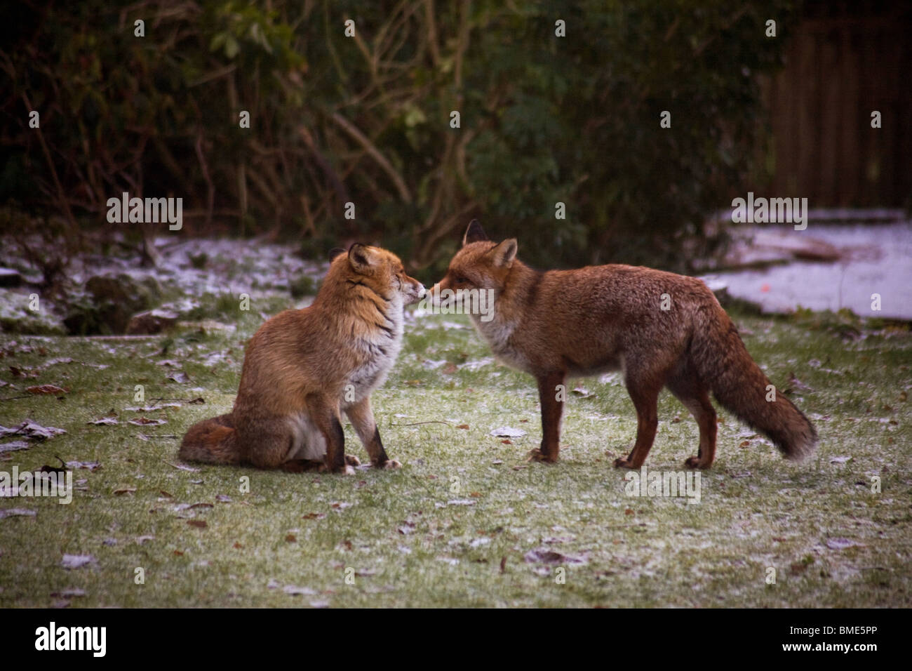 Paarung Fuchse Kent Garten Vereinigtes Konigreich Wildlife