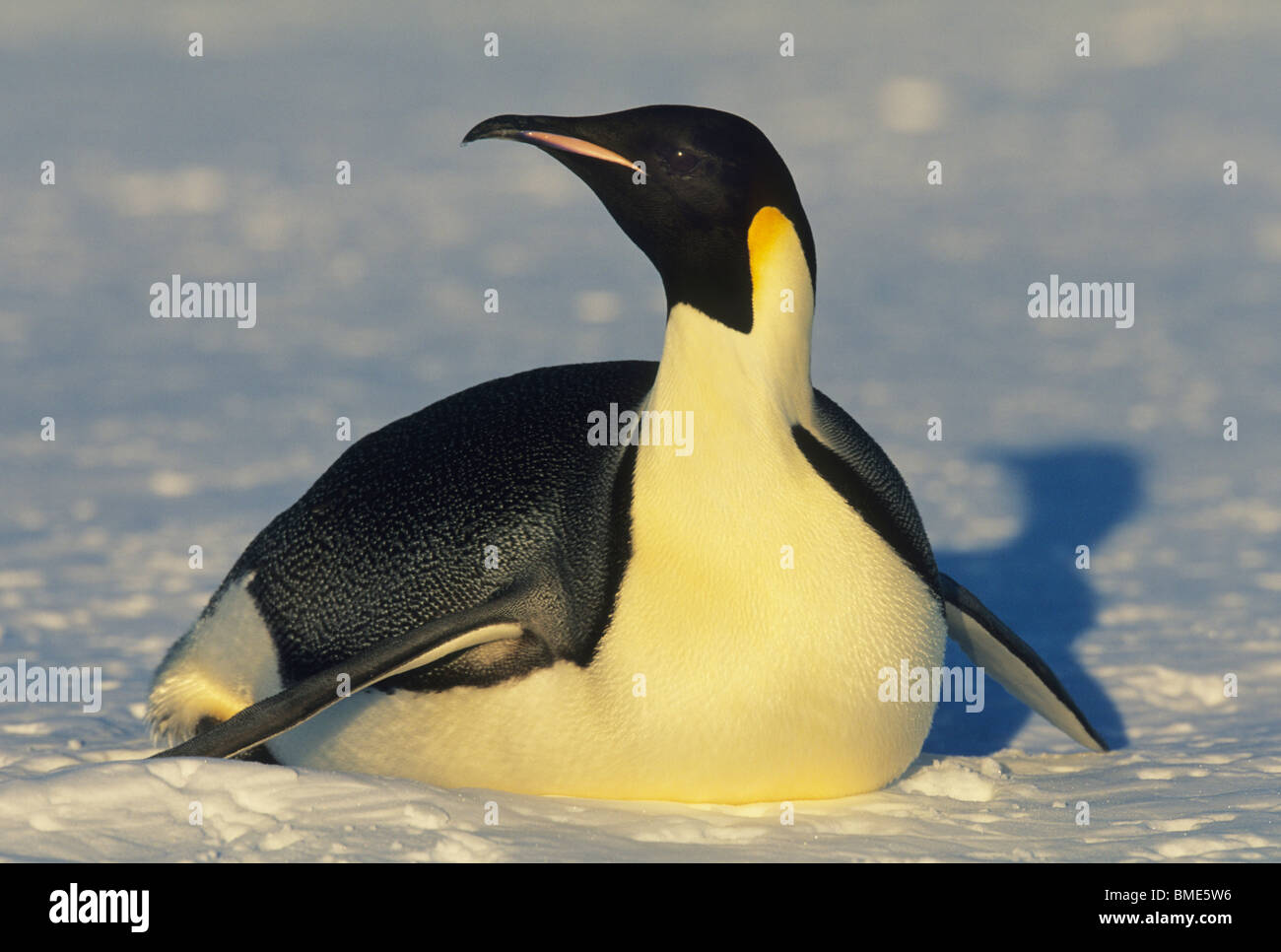 Kaiserpinguine (Aptenodytes Forsteri), Pinguin, Rodeln, Atka Bucht, Antarktis. Stockfoto