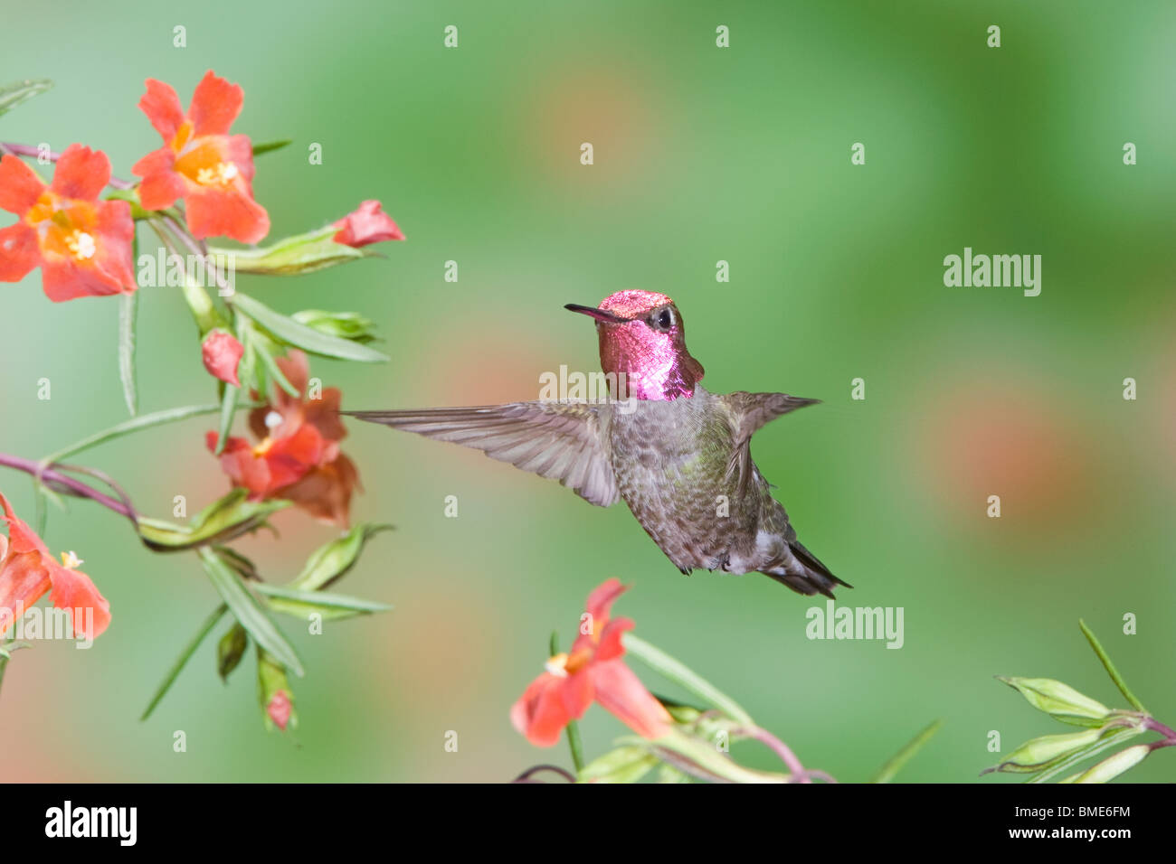 Annas Kolibri in scharlachroten Monkey Flower Stockfoto